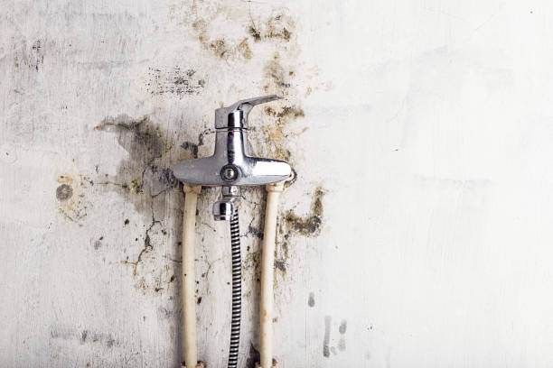 Best Office Mold Removal Services  in Indiana, PA