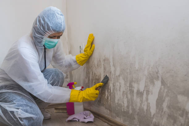 Indiana, PA Mold Removal Company
