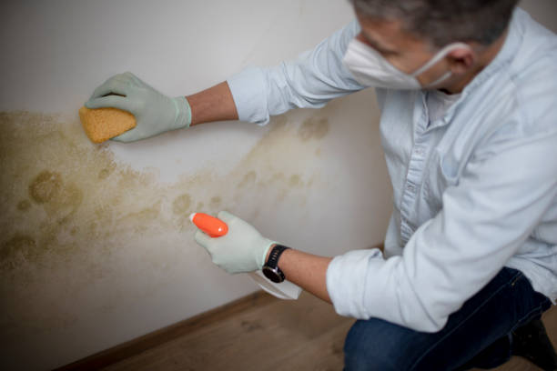 Best Crawl Space Mold Removal  in Indiana, PA