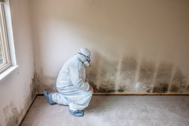 Trusted Indiana, PA Mold Removal Experts